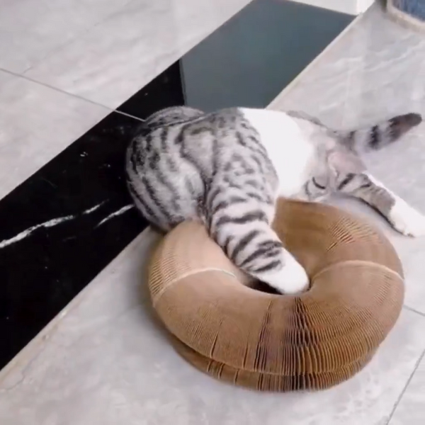 Orgelbrett Katzenspielzeug